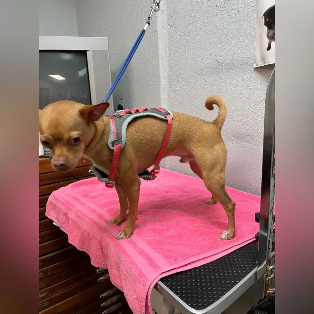 Adjustable Red Dog Harness